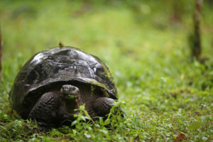 Riesenschildkröte im Regen unterwegs, Galapagos