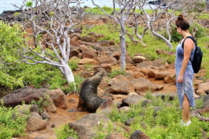 Seebär auf Galapagos