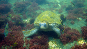 Wasserschildkröte und farbenfrohe Unterwasserwelt, Galapagos