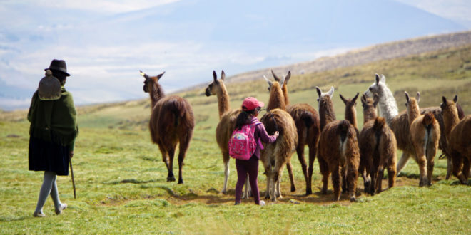 Lama-Herde in Ecuador