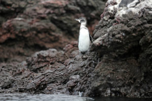 Pinguin auf der Galapagos-Insel Isabela