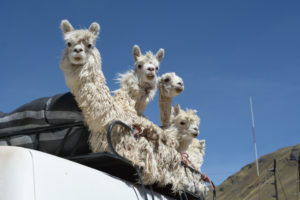 Eine Gruppe Alpakas auf dem Dach eines Busses
