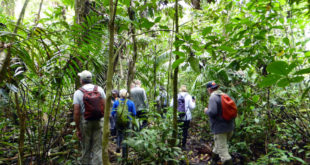 Entdeckungstour im Dschungel des Cuyabeno-Nationalparks