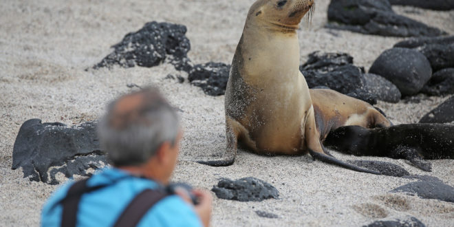 Seelöwe vor der Linse auf Galapagos