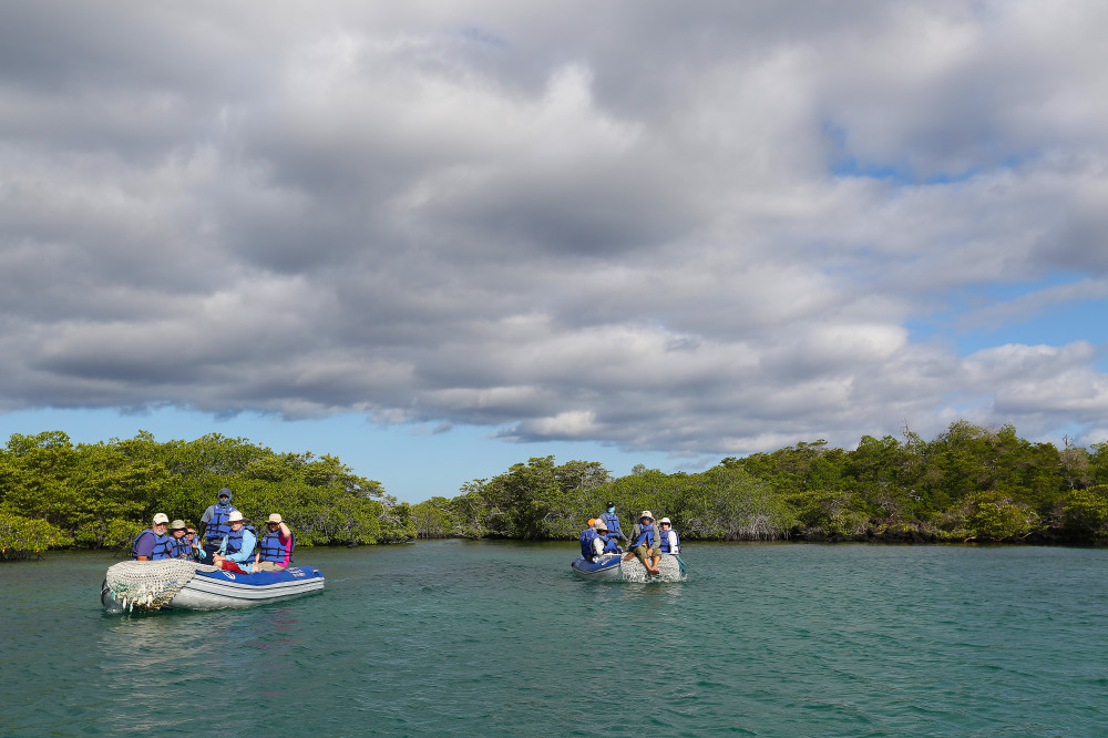 Zodiakfahrt zwischen den Mangroven der Elisabeth-Bucht im Westen der Insel Isabela