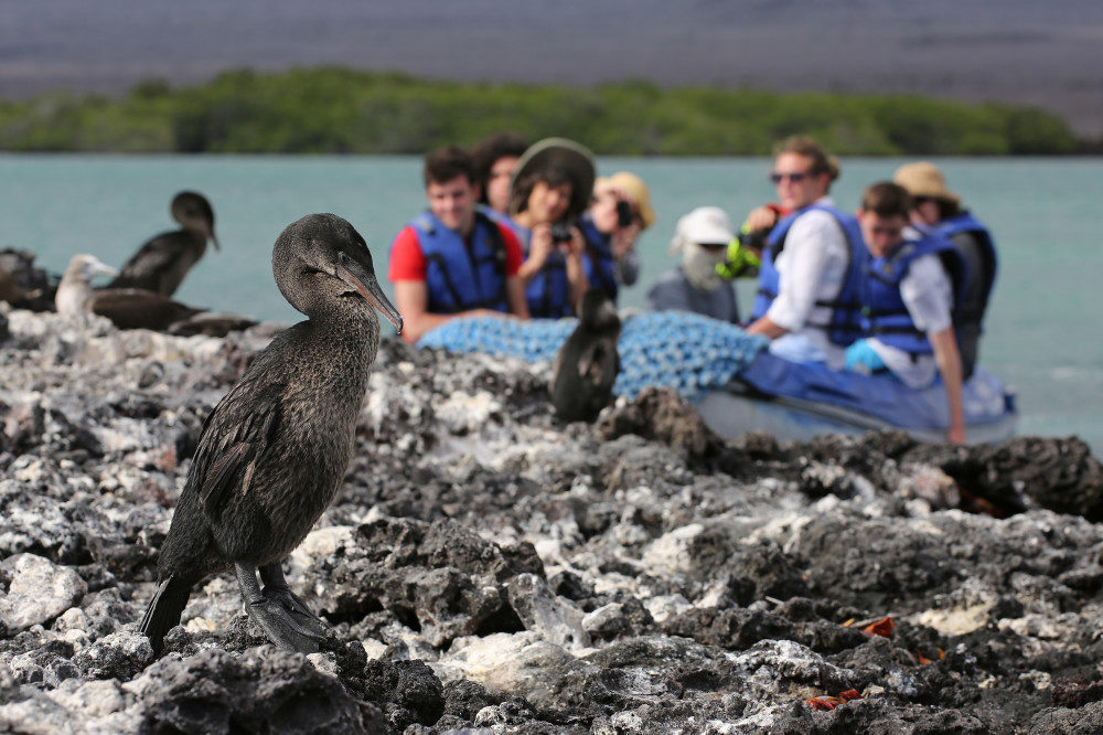 Zodiak mit Galapagoskormoran auf der Insel Isabela