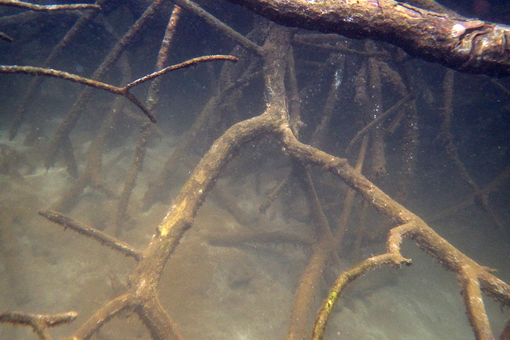Mangrovenwurzeln im Wasser, Insel Isabela