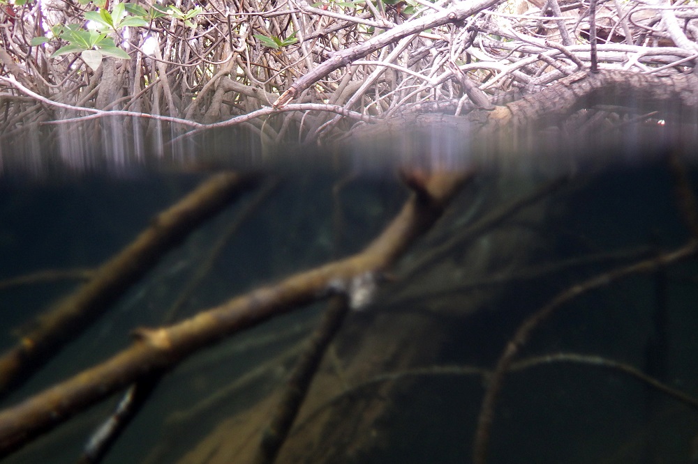 Mangrovenwurzeln im Wasser, Insel Isabela