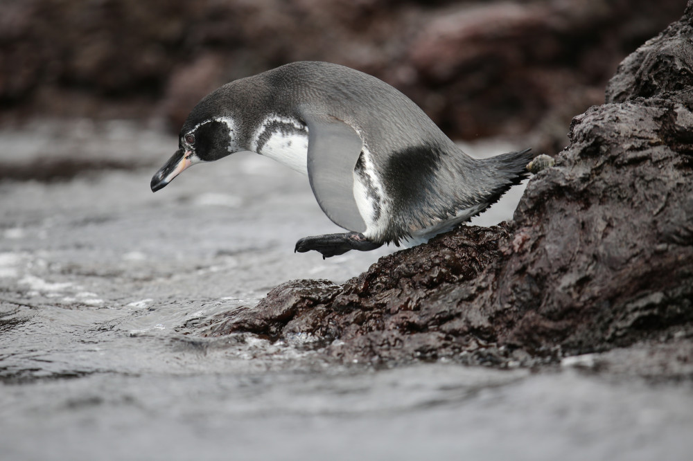 Pinguin auf der Galapagos-Insel Isabela