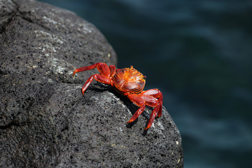 Rote Krabbe auf der Galapagos-Insel Seymour Norte