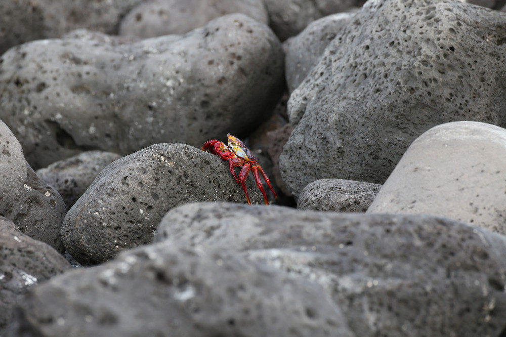 Rote Krabbe auf der Galapagos-Insel San Cristóbal