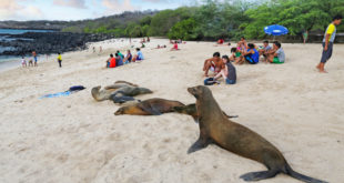 Seelöwen als Attraktion am Strand von San Cristóbal