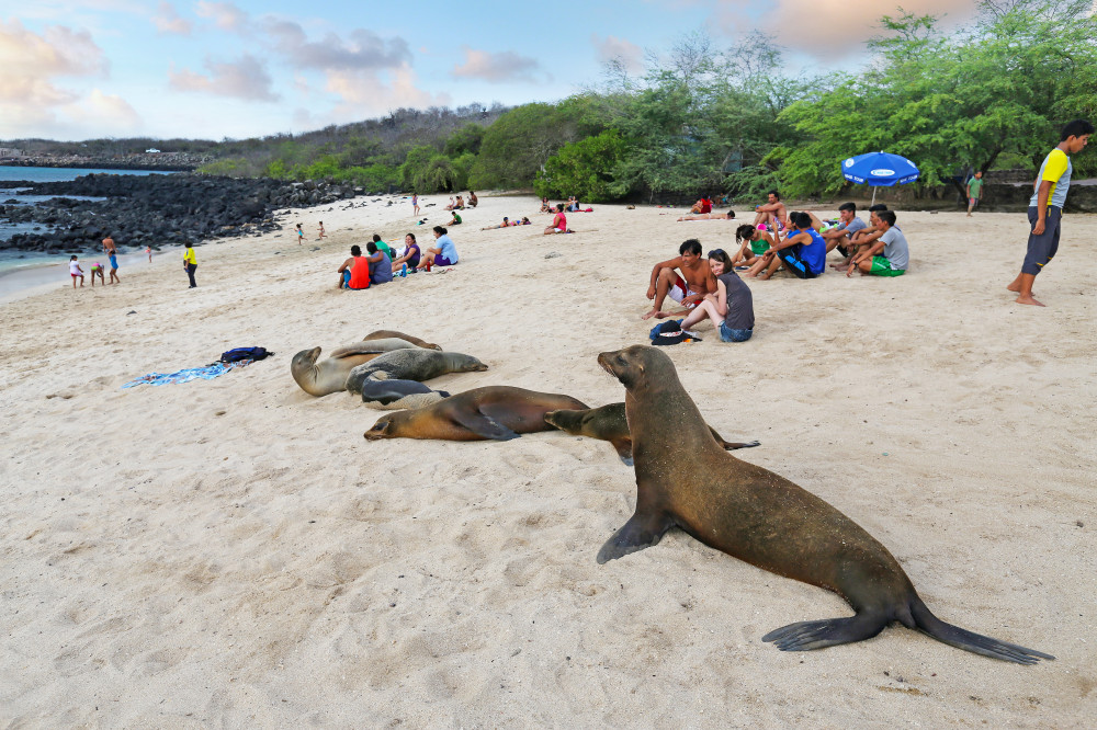 Seelöwen als Attraktion am Strand von San Cristóbal