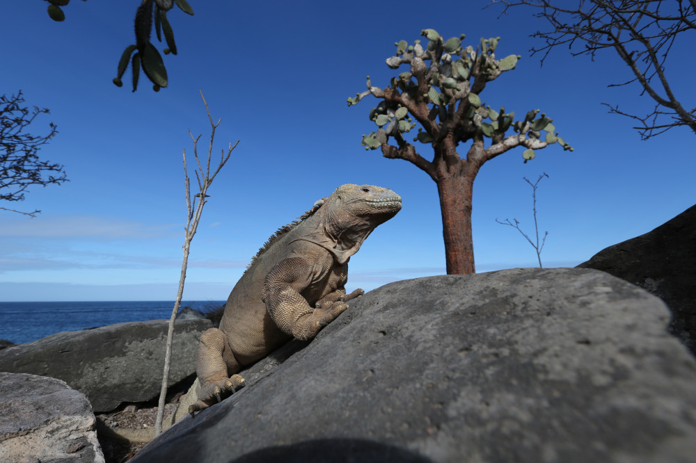 Landleguan auf der Galapagos-Insel Santa Fe