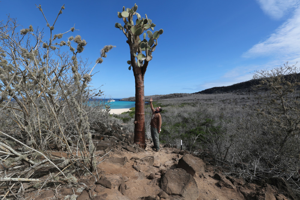 Riesen Kaktus (mehr als 5 m) auf der Insel Santa Fe, Galapagos