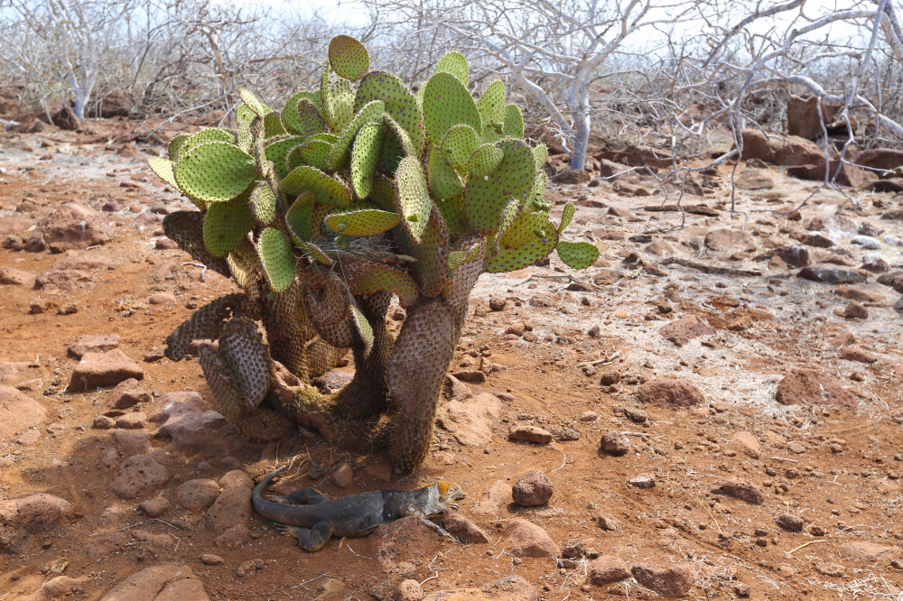 Landleguan wartet auf der Insel Seymour Norte auf herabfallende Kaktusblüten