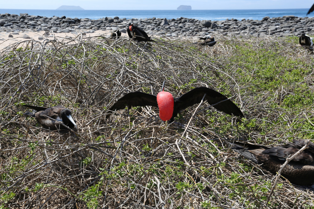 Männlicher Fregattvogel mit rotem Kehlsack auf Seymour Norte