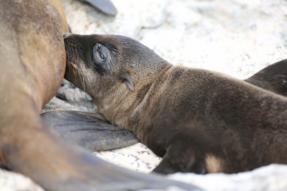 Seelöwe stillt Jungtier auf Galapagos