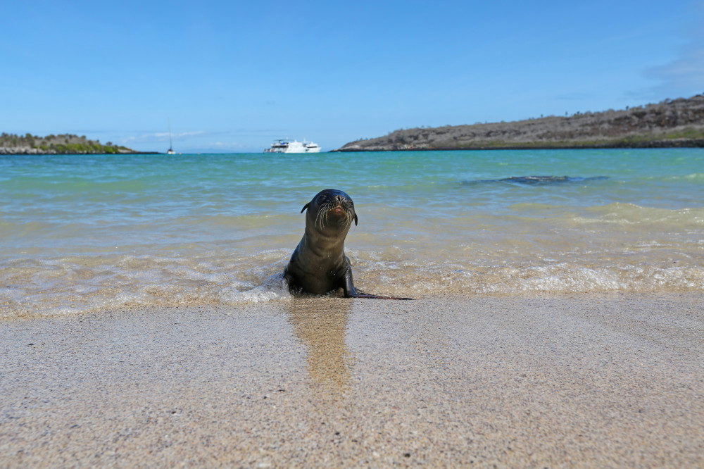 Seelöwenbaby an der Küste Galapagos'