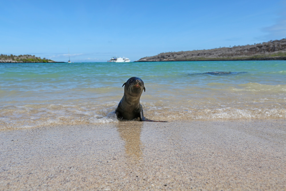 Seelöwenbaby an der Küste Galapagos‘