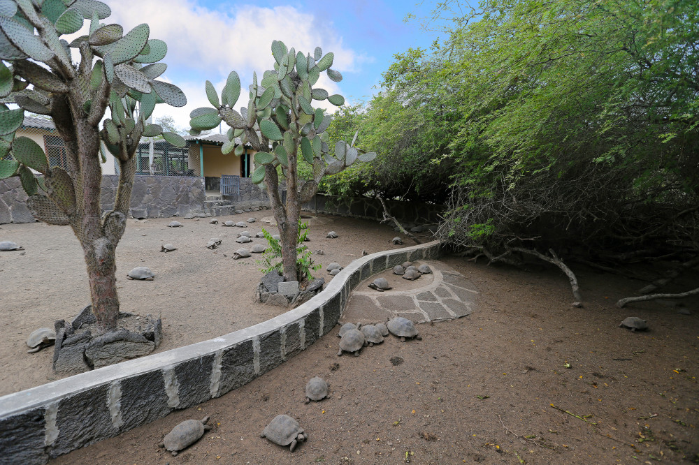 Schildkröten Aufzuchtstation in Puerto Villamil auf der Galapagos-Insel Isabela