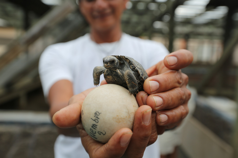Schildkröte 8 Tage nach dem Schlüpfen, Aufzuchtstation in Puerto Villamil