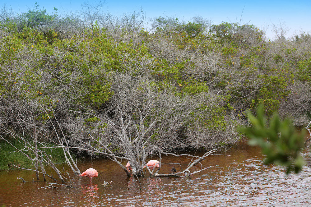 Flamingo-Beobachtung auf dem Weg zur Schildkröten-Aufzuchtstation in Puerto Villamil