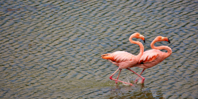 Balzende Flamingos auf Galapagos