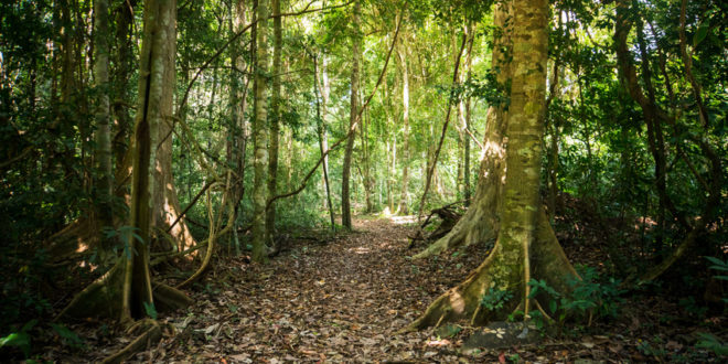 Wanderweg im Podocarpus Nationalpark