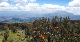 Von den seichten Flanken des Guagua Pichincha schaut man auf Quito und die Berge ringsum