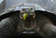 Riesenschildkröte im Detail