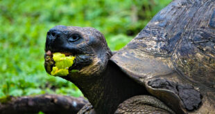 Galapagos-Riesenschildkröte im Fokus